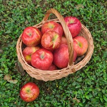 [별담농]23년 햇 가을 홍로 요까 시나노 사과 2~10kg, 햇가을사과실속9kg대과(29과내)