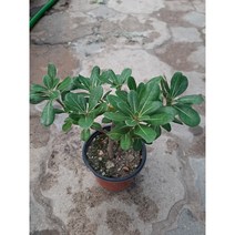 [근이네식물원]만리향, 1개