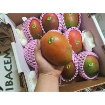 항공직송 고당도 애플망고 선물세트 2kg 4kg 페루산 생, (행사)애플망고 2kg (3~5과수내외)