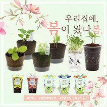 미니화분 식물키우기 (강낭콩 상추 새싹채소 방울토마토 외), 옵션:18)한컵새싹농장 밀싹