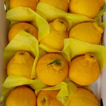 [제주직송} 제주 한라봉 제주도 제철 2kg 3kg 5kg 선물용 가정용, 2kg 가정용_중소_8과 전후, 1개