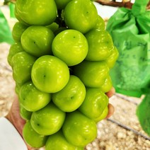 [명절전출고마감] 경북 상주 고당도 망고포도 샤인머스캣 2kg(2-3수), 단품