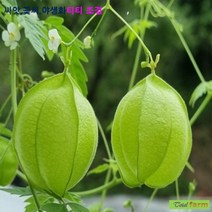 희귀씨앗 풍선초 10립 / 녹색풍선처럼 열매가 달리는