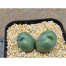 코노피튬/소야-2743 아프리카농장