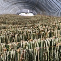 100g 건무청 유기농 국내산 말린시래기, 상세페이지 참조, 상세페이지 참조