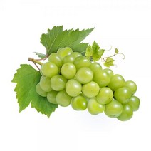 영동 학산 송이꿀 샤인머스켓 망고 포도 2kg 5송이내, 샤인머스캣*2kg*5송이내