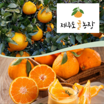 서귀포 강정 제주도귤농장 하우스 한라봉 5Kg, 대과
