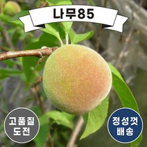 (나무85) 복숭아나무 11종 시리즈, 10. 경봉 결실주, 1개