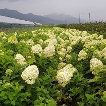 목수국 라임라이트 70~80cm 3그루 분묘