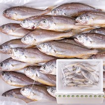 [싱싱생선] 갓잡은 제주 추자도 참조기 1.4kg (18~20cm/25미), 1.4kg (24~26미/18~20cm)