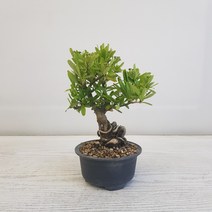 온누리농원 피라칸사스분재