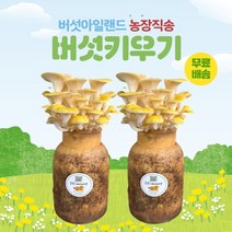 버섯키우기, 금빛버섯1+1
