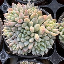 [올식스] 화이트라인 다육식물 다육이 플랜테리어 공기정화식물 개업화분