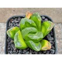 하월시아/하월시아-3050 직접실생 아프리카농장, 1개