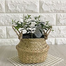 GTQ057572올리브나무(소) 해초바구니 실내공기정화식물 공기청정식물 올리브나무키우기
