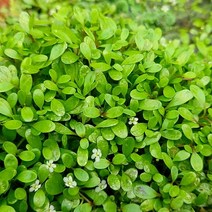 [신세계수족관] 전경수초 글로소스 티그마 5 x 5 cm, 1세트