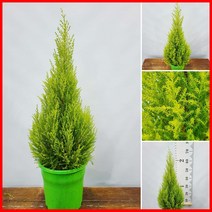 꽃과나무 ] 콘율마 / 레몬향 / 공기정화 / 양지식물 / 잎보기식물 / 최저온도 5도 / 아메리카산