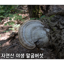 [국내산/국산] 지리산 자연산 말굽버섯 절편 500g 1kg 말굽버섯차 항암 당뇨 직접채취 말굽 버섯 자연산 야생 원형 말발굽버섯 말발굽 선물 부모님선물 부모님 선물용