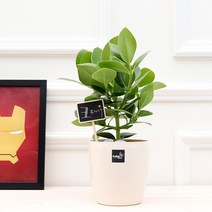 풀빛누리 키우기쉬운식물 실내공기정화식물 물구멍없는화분 실내화초, [중소형.14] 크루시아, 1개