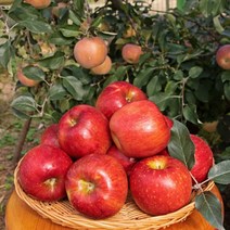 청송 안동 부사 흠집 못난이 햇 가정용 사과 2kg-5kg, 5kg, 한입(29~32과)