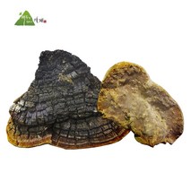 자연산 뽕나무 상황 버섯 500g