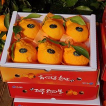 - 7일간반짝할인 - 한라봉 2kg(5-7수 대과 선물용) 오감만족 상큼하고 과즙미 팡팡 품격있는 제주과일선물세트! 설날과일선물