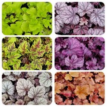 [초화]휴케라(후체라 단풍취) 5개셋트(색상랜덤)