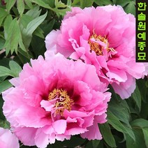 일본 고급 개량 겹꽃목단(모란) 접목3년(2~3지), 30. 황관