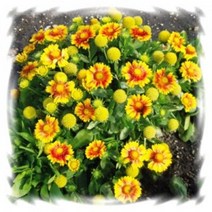 [어린모종]천인국 : 8cm분, 애리조나 아프리코트, 1개