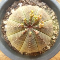 [수암다육] 오베사 랜덤발송 Euphorbia obesa 랜덤발송 다육 다육이 다육식물 256, 1개