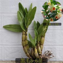 시악석곡 덴드로비움 향이 진한 흰색꽃 Dendrobium cariniferum, 01. 5-6촉(화분 불포함)