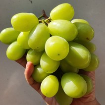 프리미엄 당도보장 샤인머스캣 특품 선물용 망고포도 청포도 2kg 4kg (2~3수 4~5수), 1box, 4kg(4~5수)