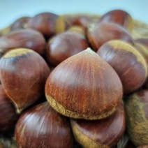 23년 국산 햇밤 생밤 1kg 2kg 3kg 5kg, 1kg(특대), 1개