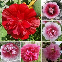 포천매화동농장 사계절 꽃씨앗 야생화 씨앗모음, 01. 겹접시꽃 (30립)