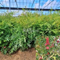 [모든원예조경] 남천묘목 (1m전후) 남천나무 아파트조경 노지월동 정원가꾸기 관상수 울타리 가성비갑 베란다화분