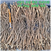 2년근 묘삼 재배용 인삼모종 1차 750g 300종내외 수경 토경 화분 인삼 키우기