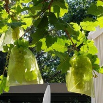 해충방지 모기망 메쉬주머니 20p 과일포장재비닐, 20cmX30cm, 그린