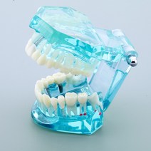 학원 시뮬레이션 연구 잇몸 모델 수업 교구재 치위생 수업용 치아모형 입모형 덴티폼, 푸른 색