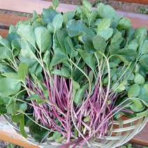 영덕 해방풍나물 갯방풍 방풍나물 당일수확발송,