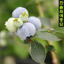 블루베리 (듀크/레가시/한나스초이스/챈들러) 4년생포트 과실수 유실수, 06. 블루베리(M7)-4년생