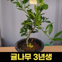 귤나무 과실수 3년생 화분묘 결실주 베란다 텃밭 화분, 1개