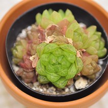 옵튜샤 다육이 싱그로움이 매력인 다육식물 랜덤8-2, 토분