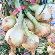23년 조생 햇양파 3kg 5kg, 1박스, 양파(특) 5KG