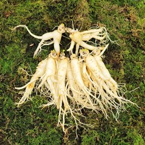 금산인삼 수삼 흠있는 난발삼 대 1채 750g 11~14뿌리 세척인삼, 세척안함