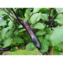 가지모종 6포기 수확량이 많은 장가지