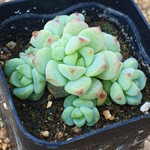 [다육식물]페레즈, 1개