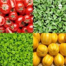 리틀플랜트 모종 모음 상추 고추 방울 토마토 옥수수 수박 참외 오이 호박 콩 텃밭 채소 깻잎 대파, 쌈채소모종, 청경채 5개