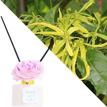늘향 늘향 바람처럼 상쾌한 일랑일랑향 플라워디퓨저100ml (2737249)