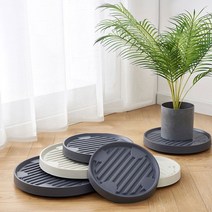 샤인머스켓 (삽목) 특묘목 1주 묘목 유실수, 그레이