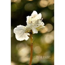 [청계산식물원] 튼실한 흰진달래 (15cm포트) / 사진촬영 2023년 7월 31일, 1개